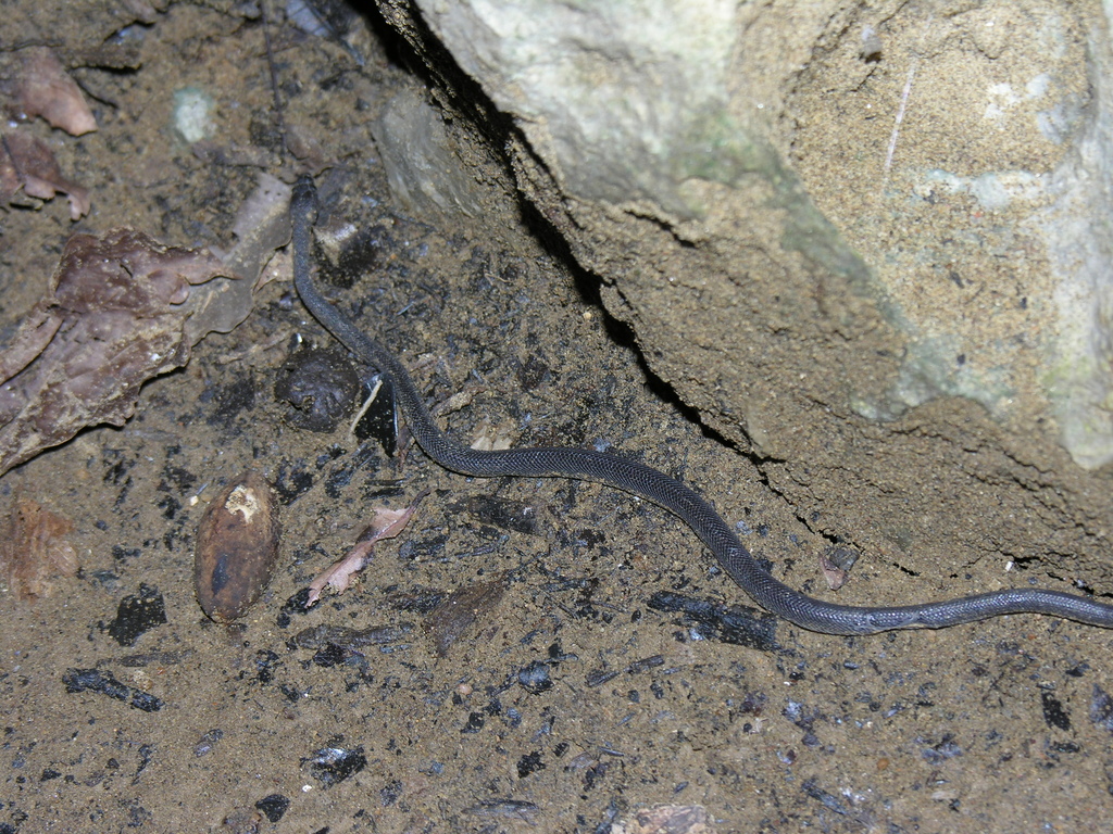Ankarana Keeled Snake