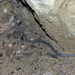 Ankarana Keeled Snake - Photo (c) Manuel Ruedi, some rights reserved (CC BY-NC), uploaded by Manuel Ruedi