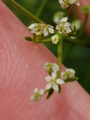Spermolepis