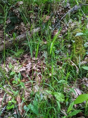 Poa sylvestris