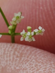 Spermolepis