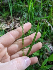 Poa sylvestris