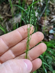 Poa sylvestris