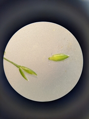 Poa sylvestris