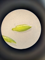 Poa sylvestris
