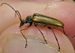 Cortodera humeralis