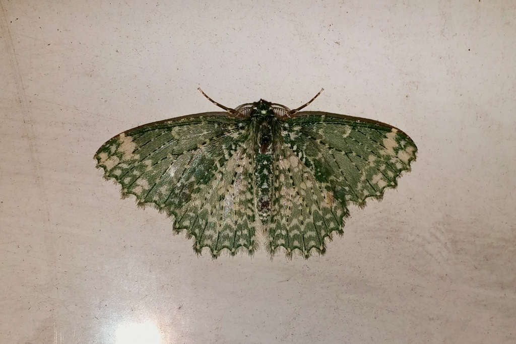 Eucyclodes stellifera