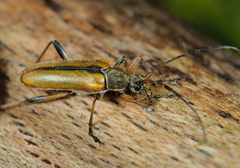 Cortodera humeralis