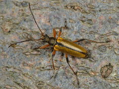 Cortodera humeralis