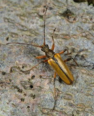 Cortodera humeralis