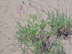 Astragalus brachylobus