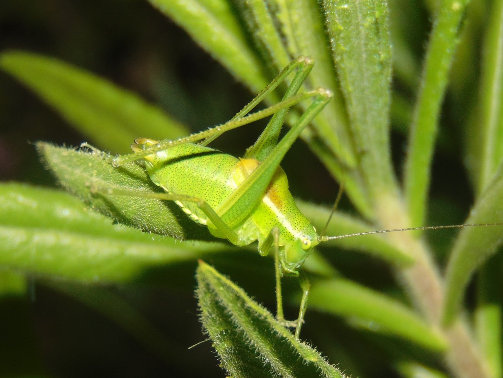 Poecilimon propinquus
