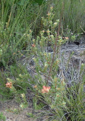 Penaea cneorum cneorum