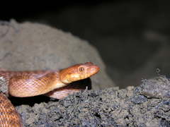 Madagascarophis colubrinus