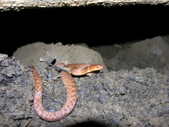 Madagascarophis colubrinus