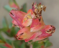 Penaea cneorum cneorum