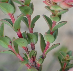 Penaea cneorum cneorum