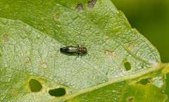 Agrilus pratensis