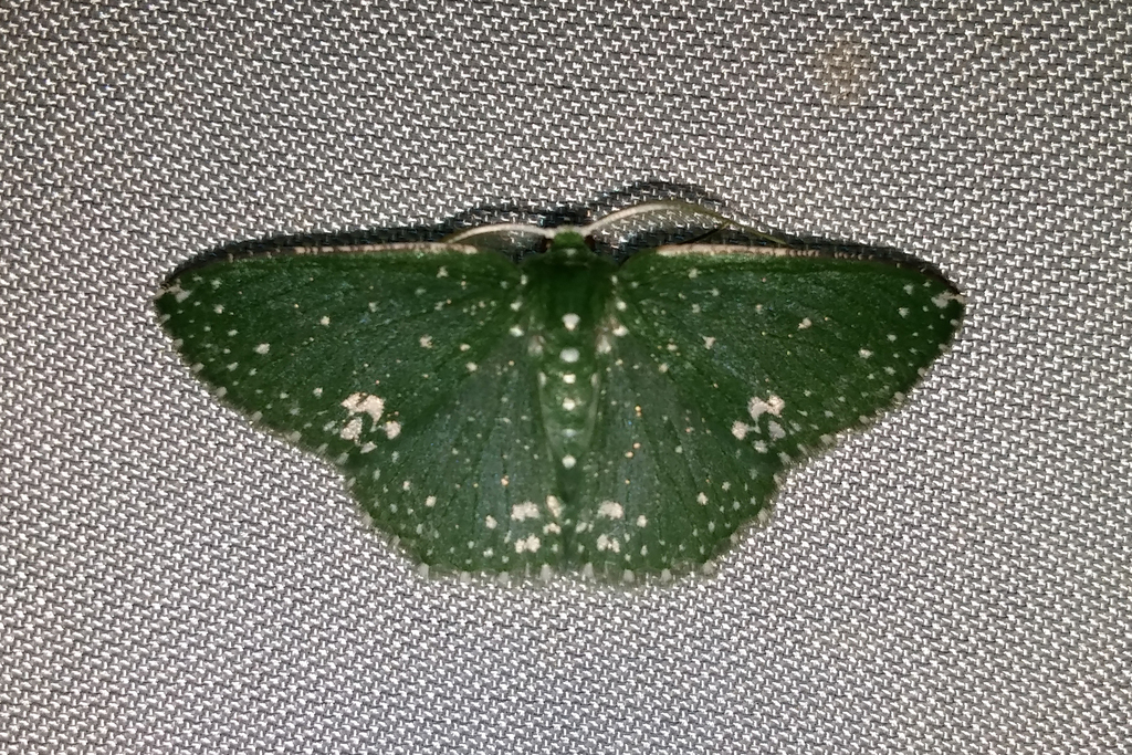 Prasinocyma scintillans