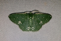 Prasinocyma scintillans