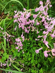 Corydalis decumbens