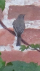 Phoenicurus ochruros