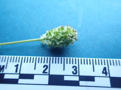 Sanguisorba occidentalis