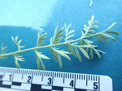 Sanguisorba occidentalis