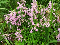 Corydalis decumbens