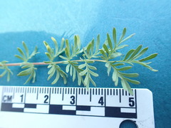 Sanguisorba occidentalis