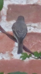 Phoenicurus ochruros