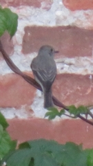 Phoenicurus ochruros