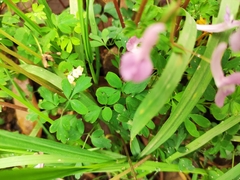 Corydalis decumbens