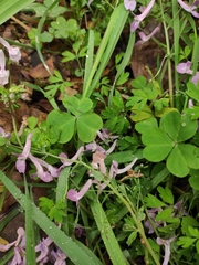 Corydalis decumbens