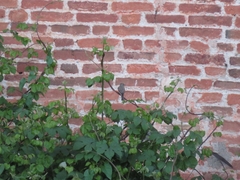 Phoenicurus ochruros