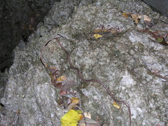 Lycodryas granuliceps