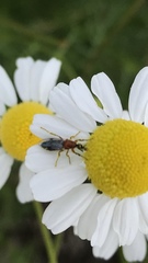 Dilophus occipitalis