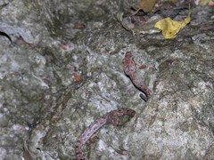 Lycodryas granuliceps