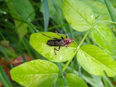 Cantharis annularis