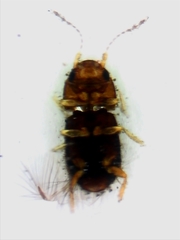 Ptiliidae