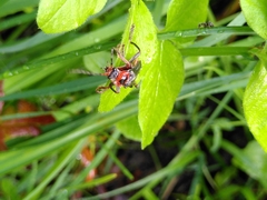 Cantharis annularis