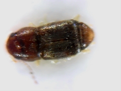 Ptiliidae