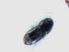 Ptiliidae
