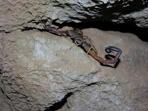 Teruelius ankarana