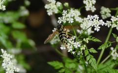 Chrysotoxum festivum