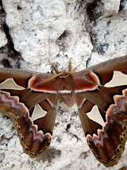 Rothschildia orizaba