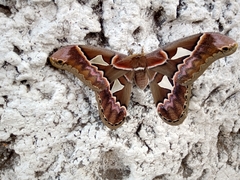 Rothschildia orizaba