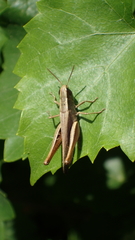Amblytropidia