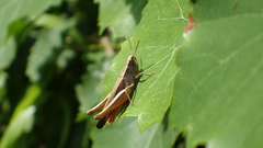 Amblytropidia