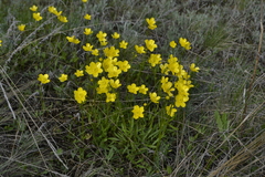 Ranunculus pedatus